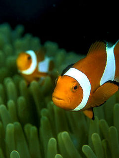 Other Wallpapers 0797